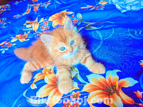Persian baby for sale